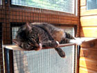 Image of Clyde lying on a shelf