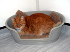 Image of Ginger in his fleecy bed