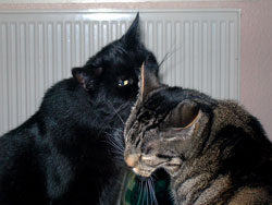 Image of our cats Hannah and Jack
