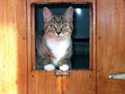 Image of Lily looking through the catflap